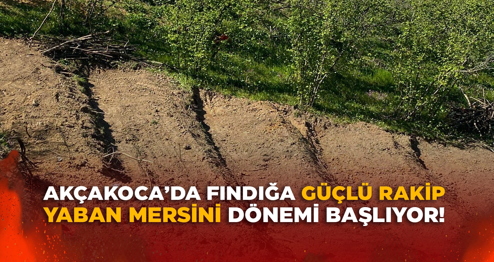 YABAN MERSİNİ D&Ouml;NEMİ BAŞLIYOR!