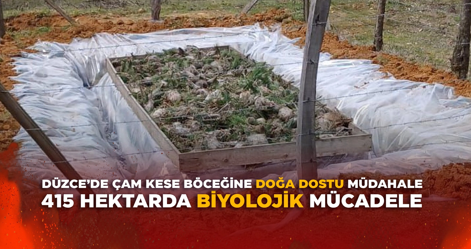 DÜZCE’DE ÇAM KESE BÖCEĞİNE DOĞA DOSTU MÜDAHALE