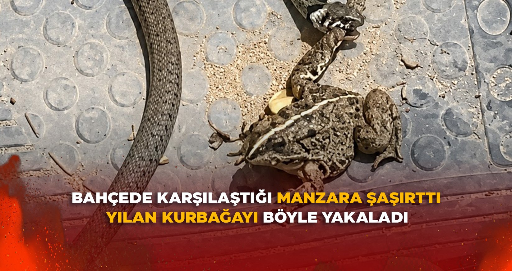 YILAN KURBAĞAYI BÖYLE YAKALADI