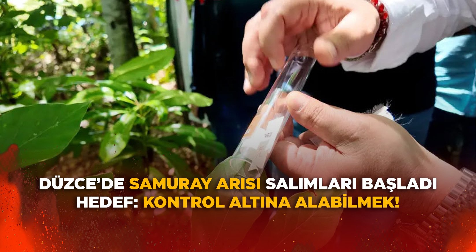 DÜZCE’DE SAMURAY ARISI SALIMLARI BAŞLADI