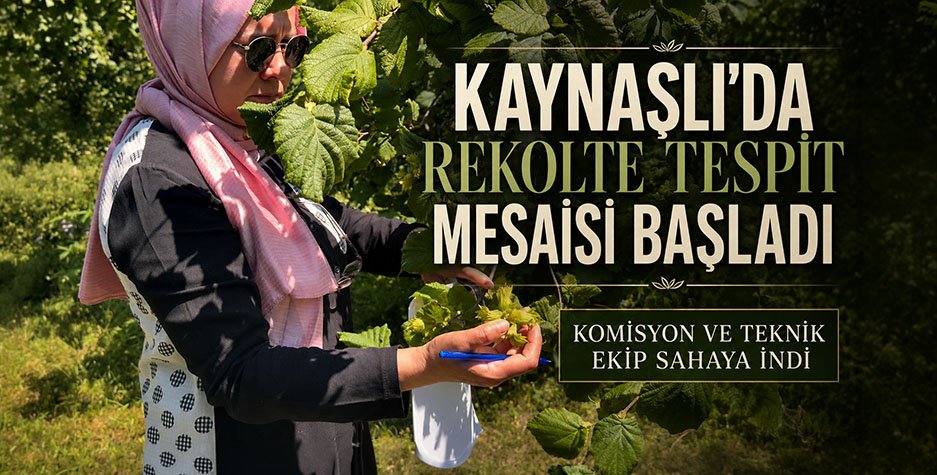 Kaynaşlı'da Rekolte Tespit Mesaisi Başladı