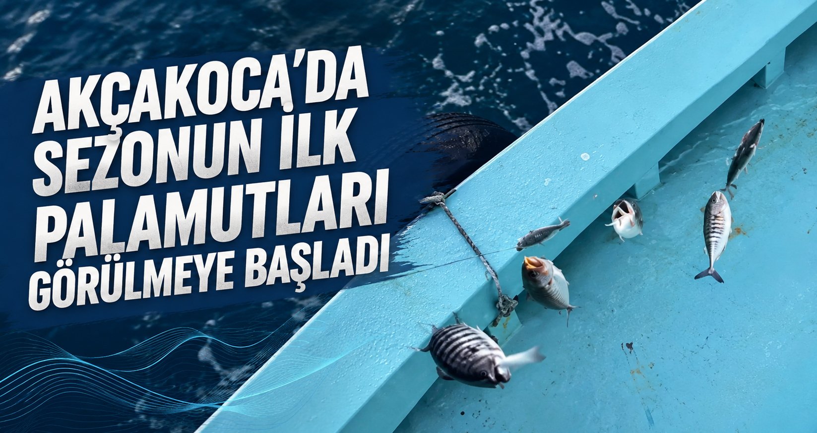 Akçakoca’da Sezonun İlk Palamutları Görülmeye Başladı