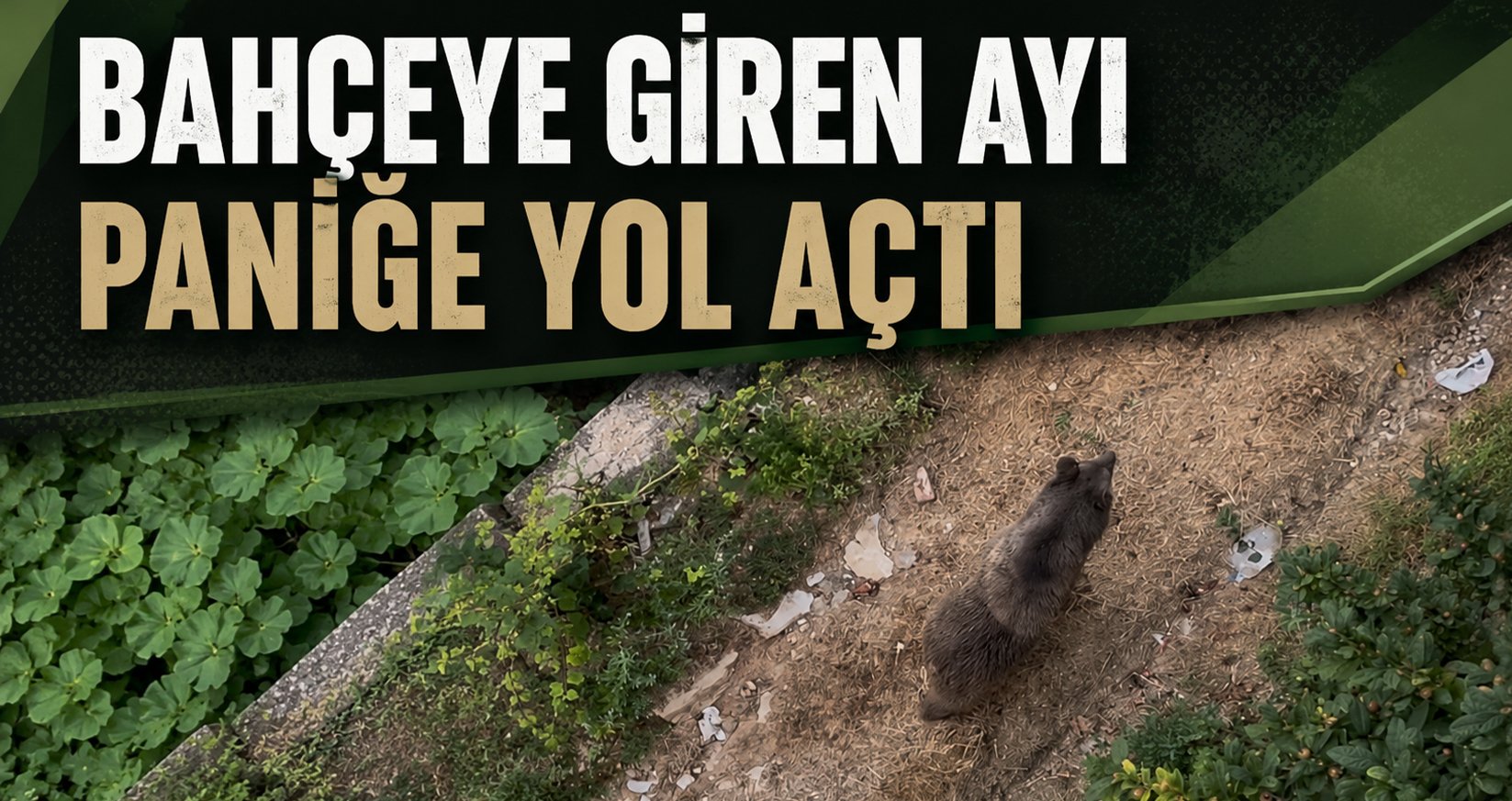 Bahçeye Giren Ayı Paniğe Yol Açtı