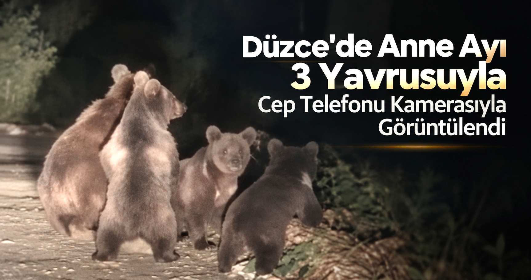 Düzce'de Anne Ayı ve 3 Yavrusu Cep Telefonuyla Görüntülendi