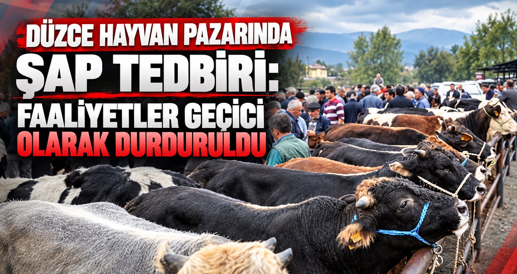 Düzce Hayvan Pazarında Şap Tedbiri: Faaliyetler Geçici Olarak Durduruldu